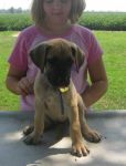 Dogs Great Dane